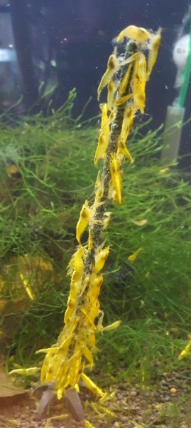 Shrimp-Lollies US-Edition (10 Stück)